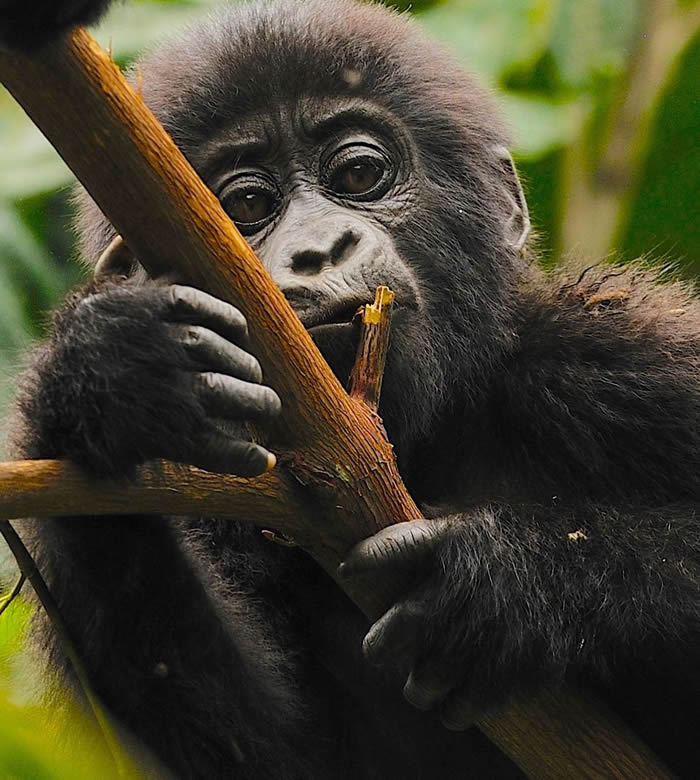 mountain gorilla