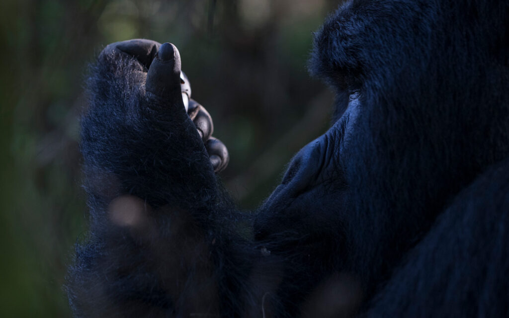 Bwindi Impenetrable National Park