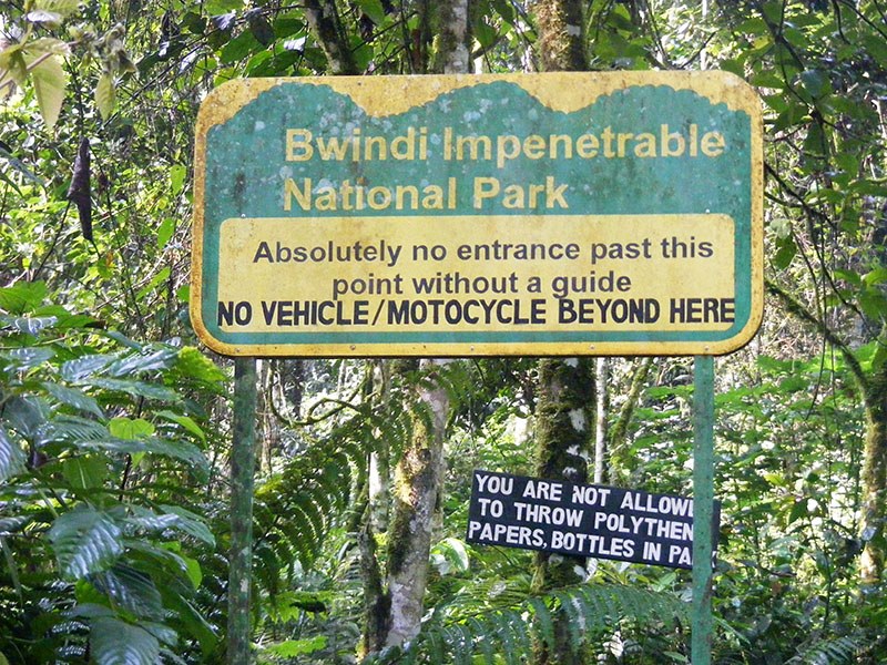 Bwindi impenetrable