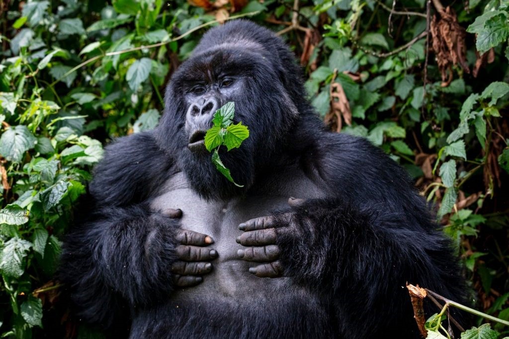 gorilla trekking