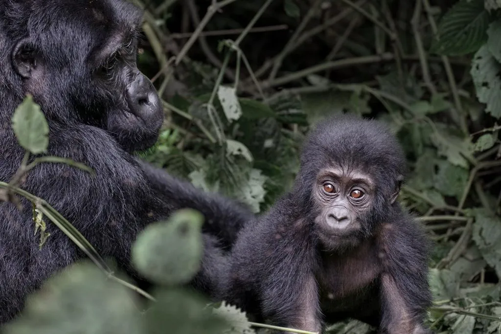 TOP 10 FACTS ABOUT MOUNTAIN GORILLAS