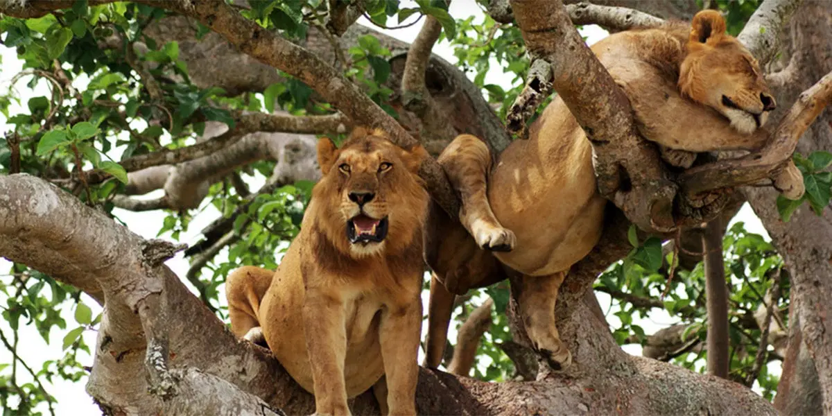 6 Days Uganda Wildlife Safari