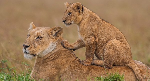 14 Days Ultimate Uganda Luxury Safari : This 14 days Uganda Safari Package offers you an ultimate luxury safari experience in Uganda