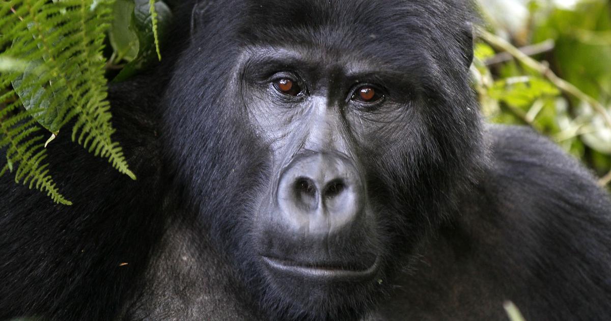 Best time of year for Gorilla Trekking in Uganda