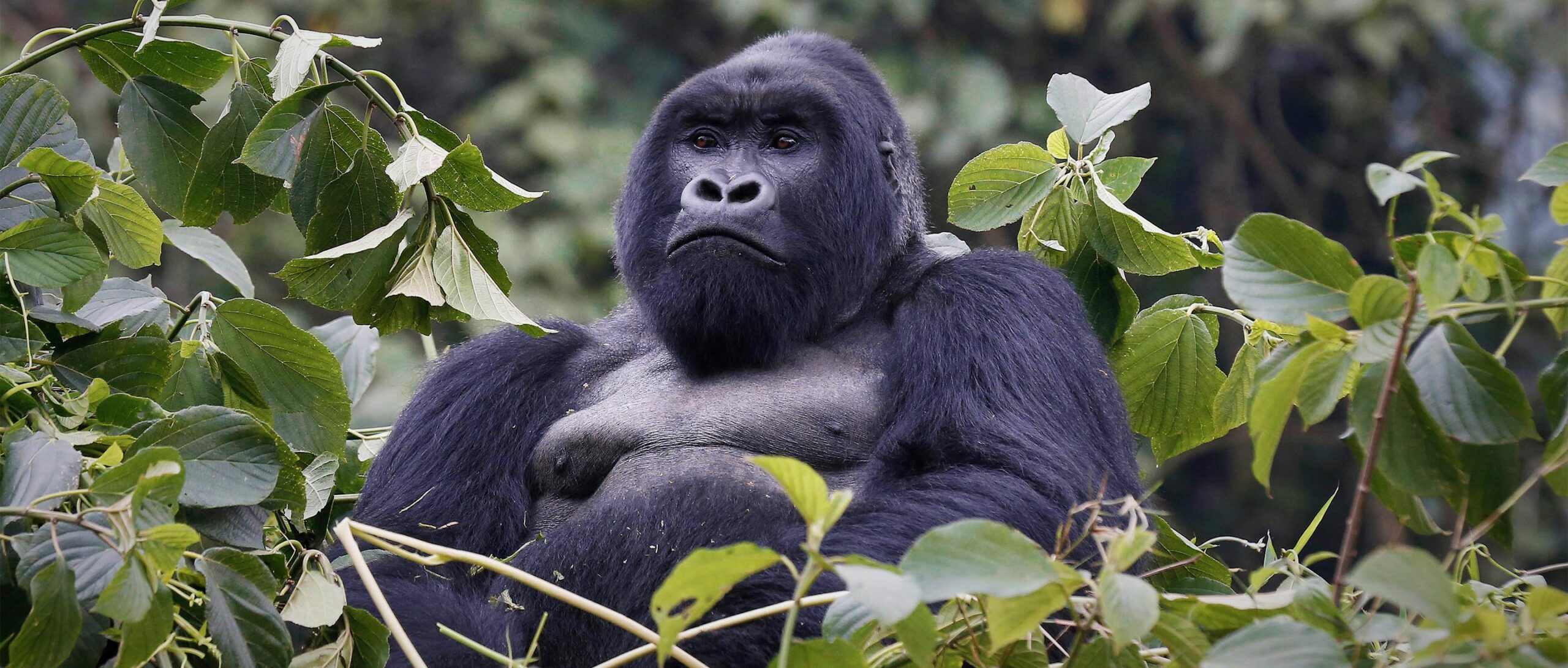 TOP 10 FACTS ABOUT MOUNTAIN GORILLAS