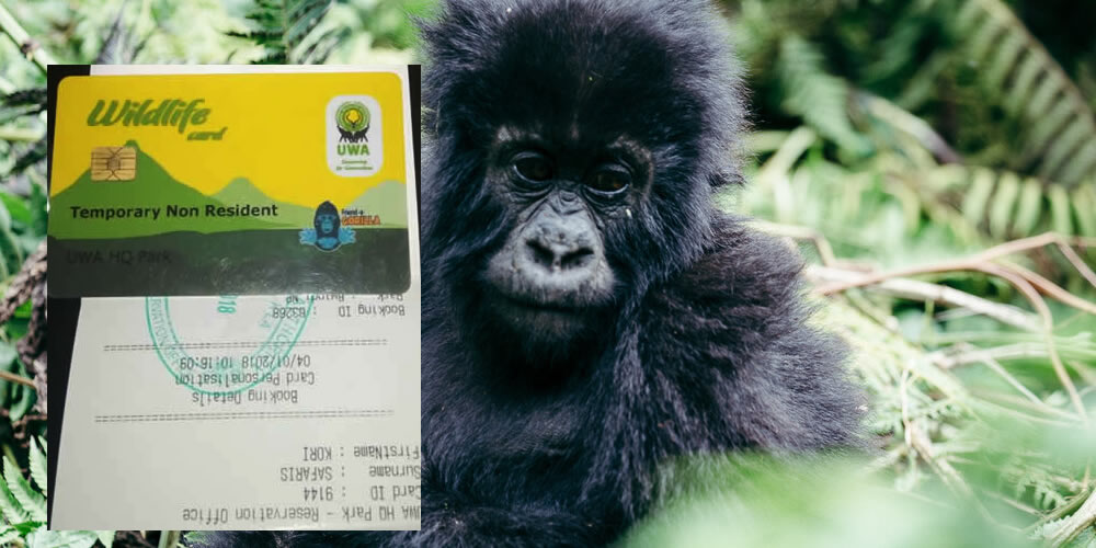 Who is eligible to buy gorilla permits in Uganda