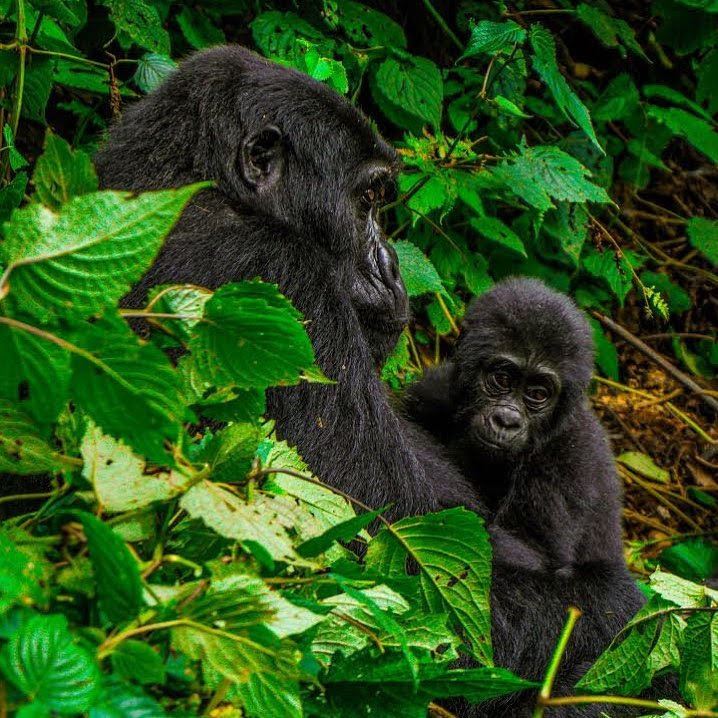 What to do if a gorilla charges on you?