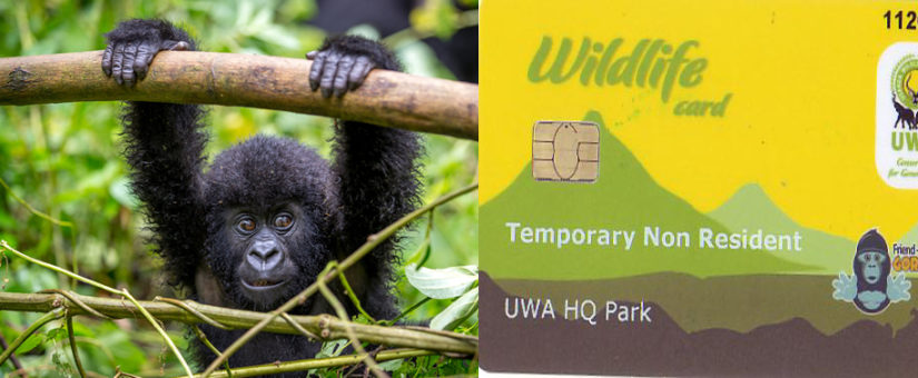 Who is eligible to buy gorilla permits in Uganda