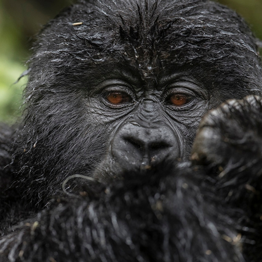 Bwindi Forest National Park Fees July 2024 To June 2026