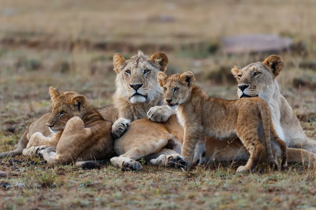 The Serengeti Ecosystem: A Complete Guide