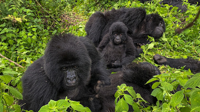 Gorilla trekking in Mgahinga National Park