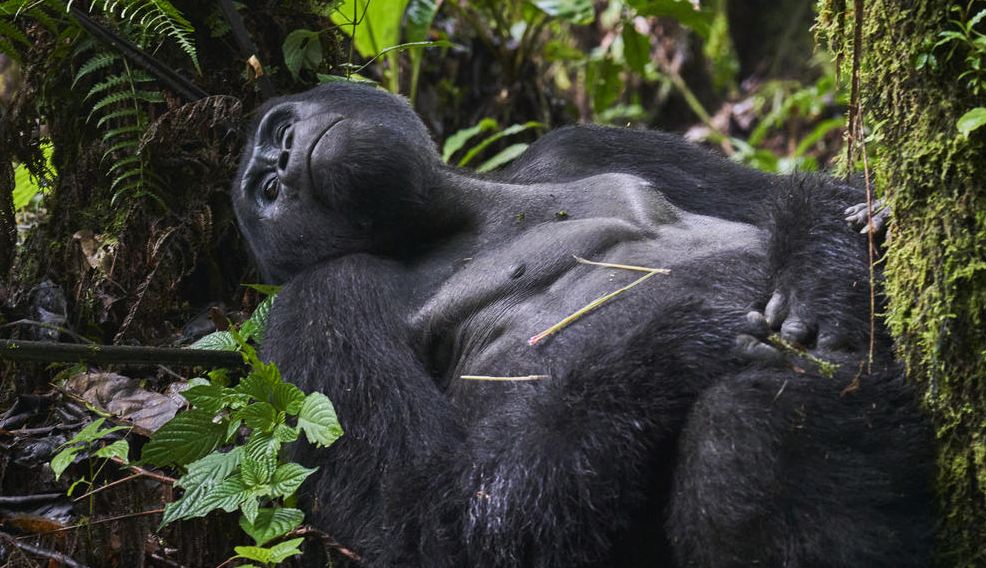 Everything You Need To Know About Gorilla Trekking In Africa