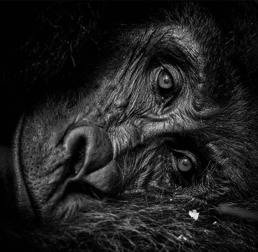 How much is gorilla trekking in Bwindi National Park in Uganda