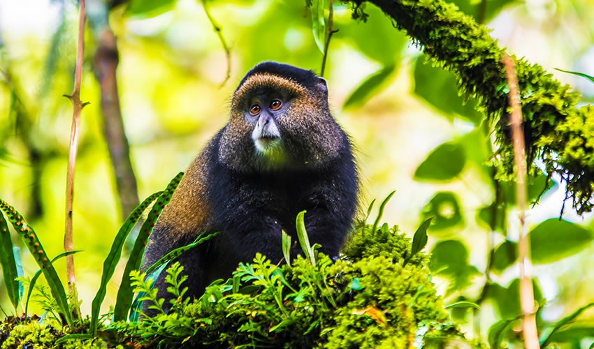3 Days Gorilla & Golden Monkey Trekking Through Kigali