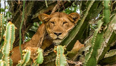 How Much Does A Safari In Uganda Cost?