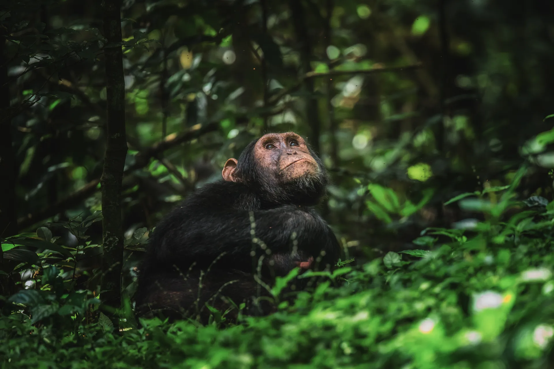 Chimpanzee Trekking in Uganda