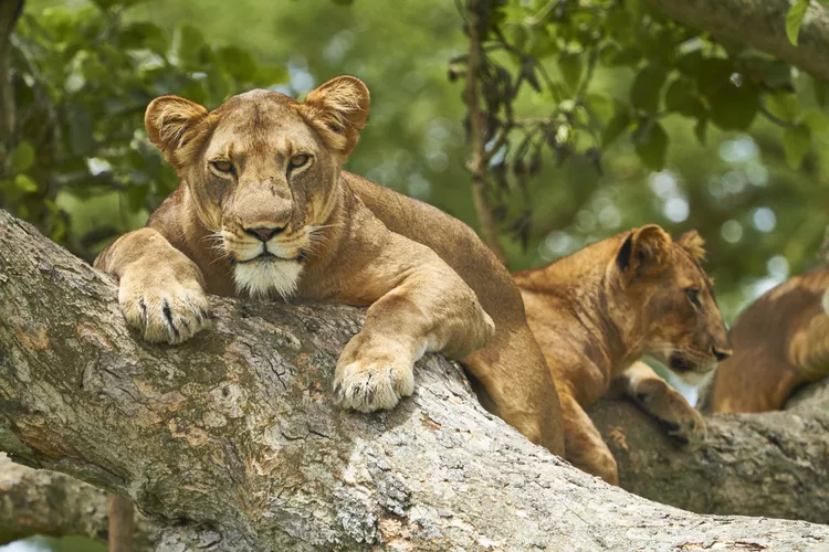 Attractions In Queen Elizabeth National Park Uganda