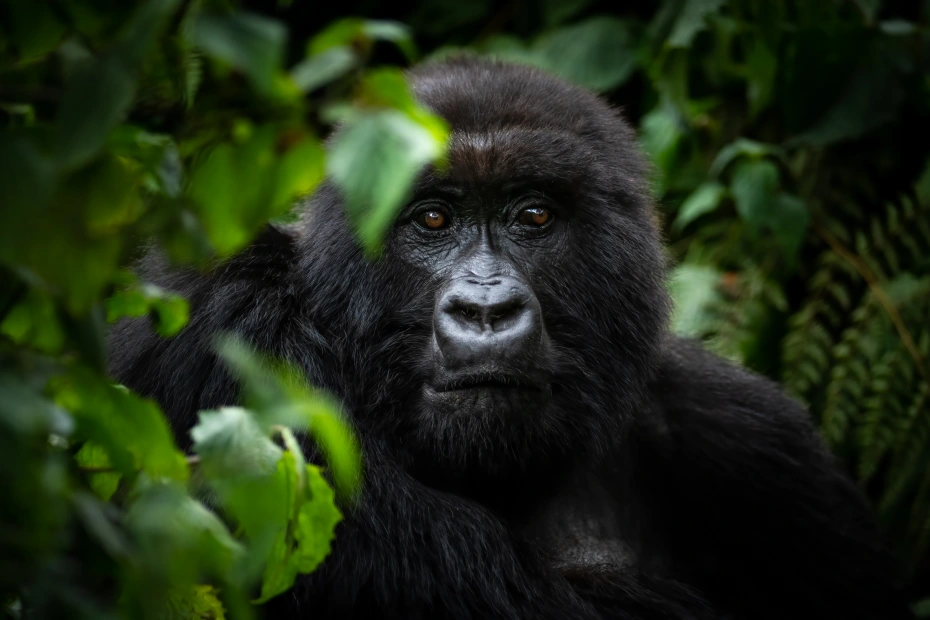 Bwindi Impenetrable National Park Location And How To Get There