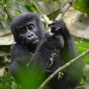 Frequently Asked Questions About Gorilla Trekking