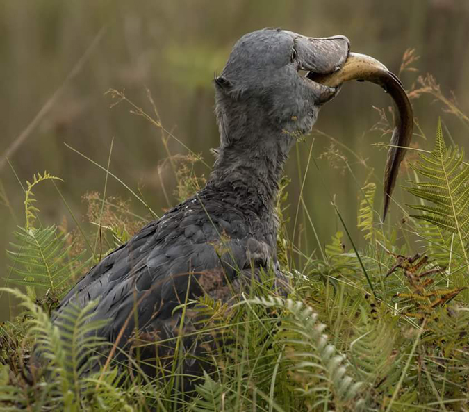  1 Day Mabamba Swamp Birding Tour – Shoebill stork & Boat ride