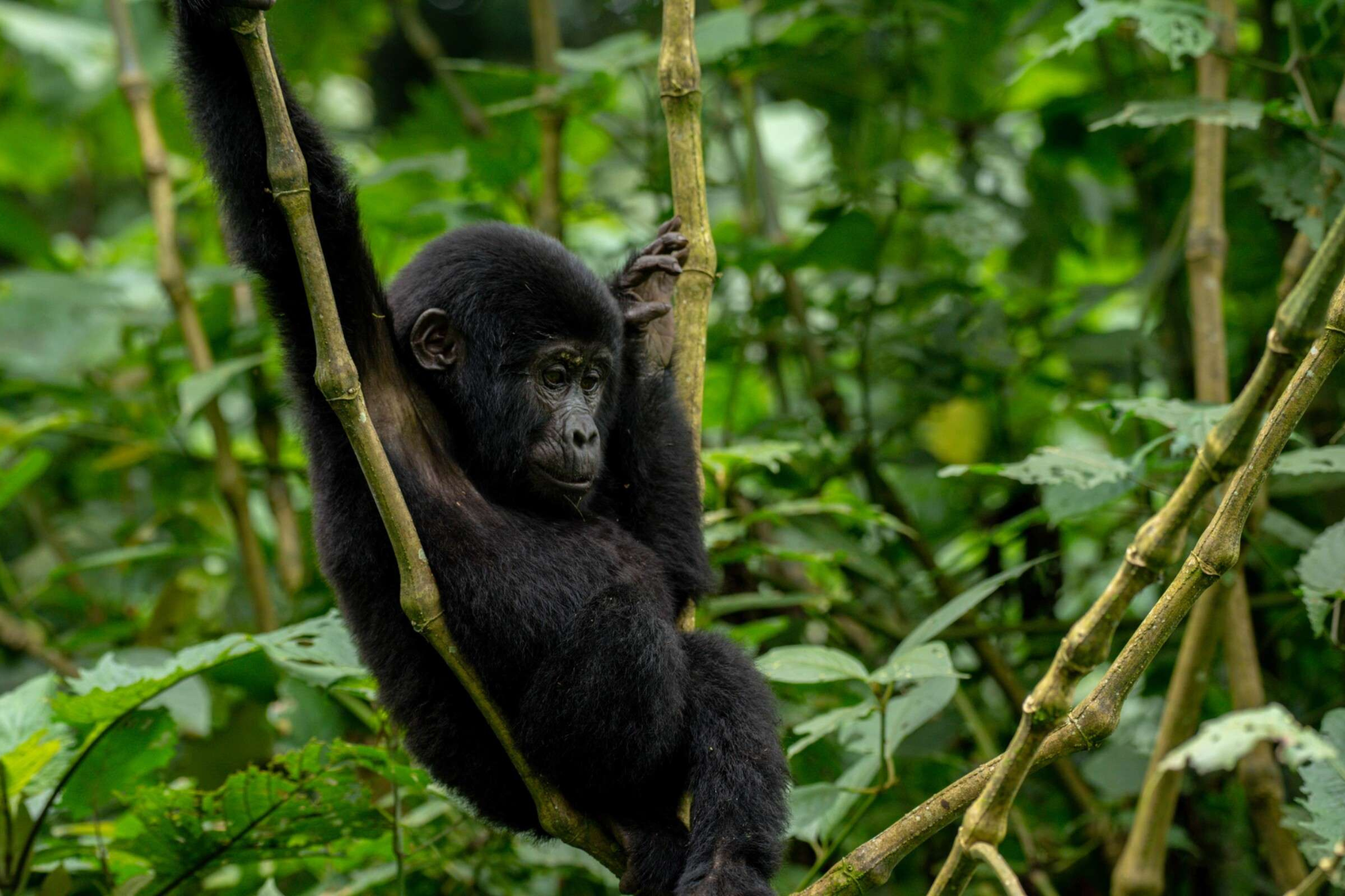 uganda gorilla tours