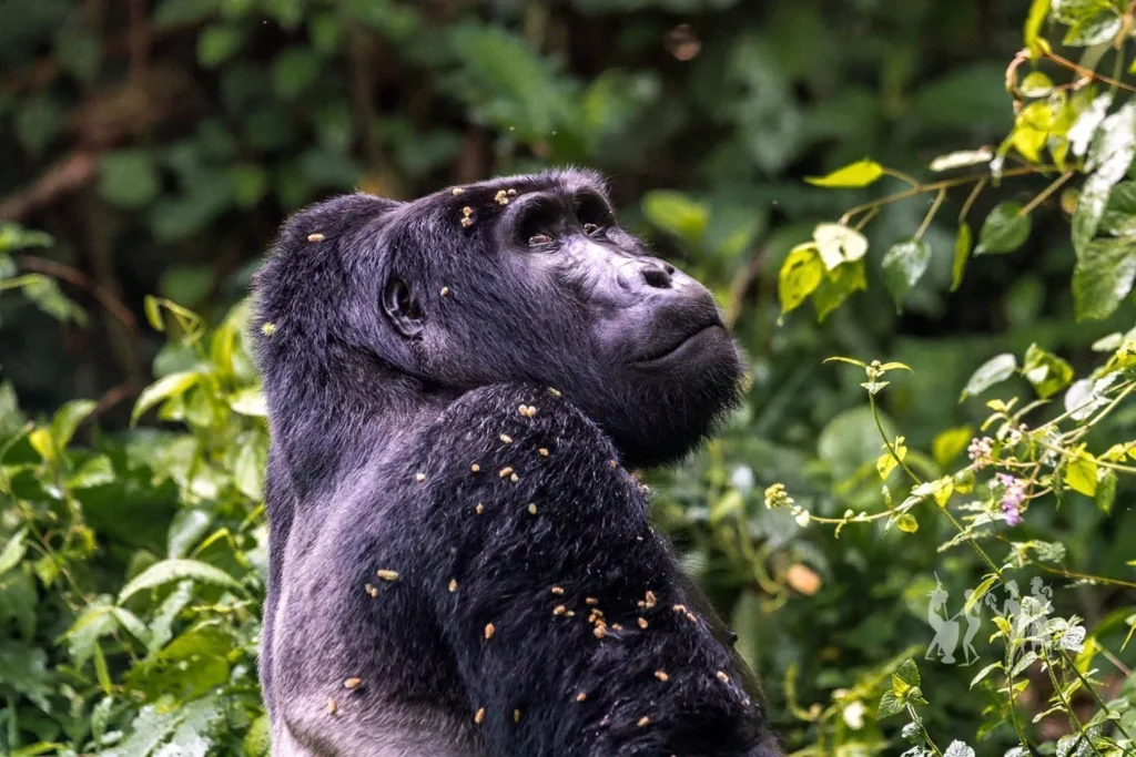 Gorilla Trekking in Uganda