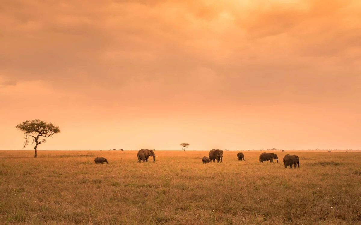 3 Days Serengeti Safari