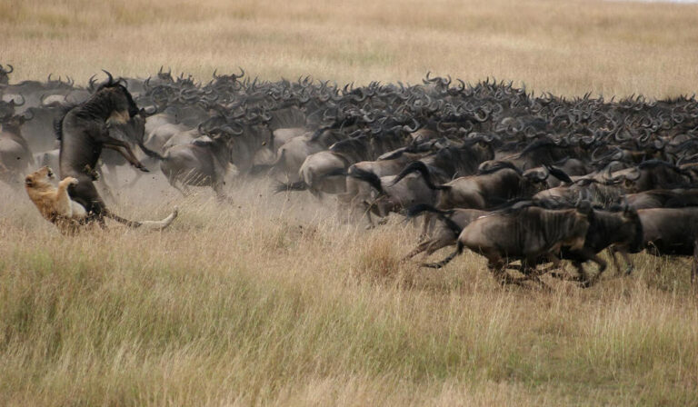 7 Days Wildebeest & Gorillas Safari