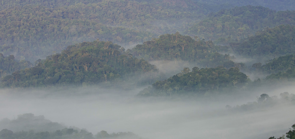 Rwanda Safaris