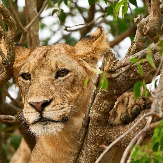 6 Unmissable Things to do in Queen Elizabeth National Park