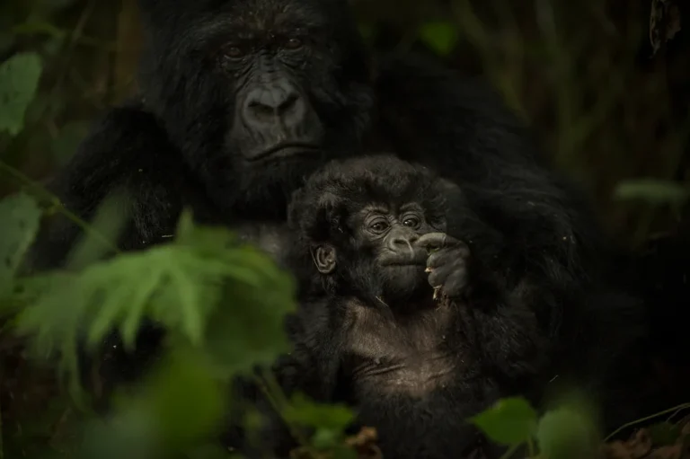 Mountain Gorillas Reproduction and Parenting