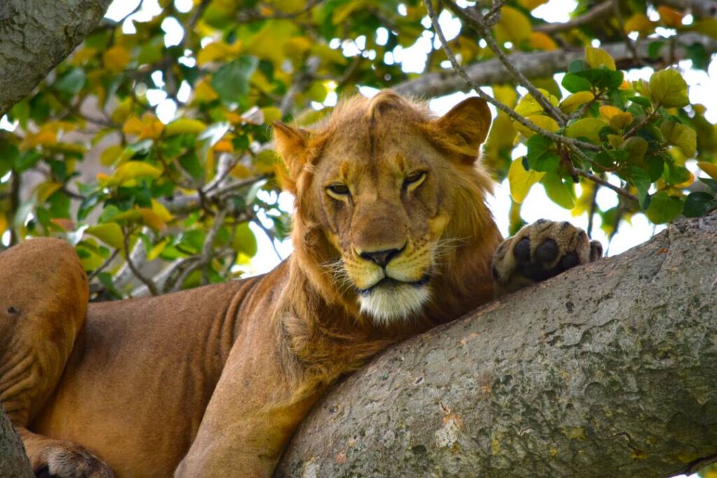 The Tree Climbing Lions of Uganda