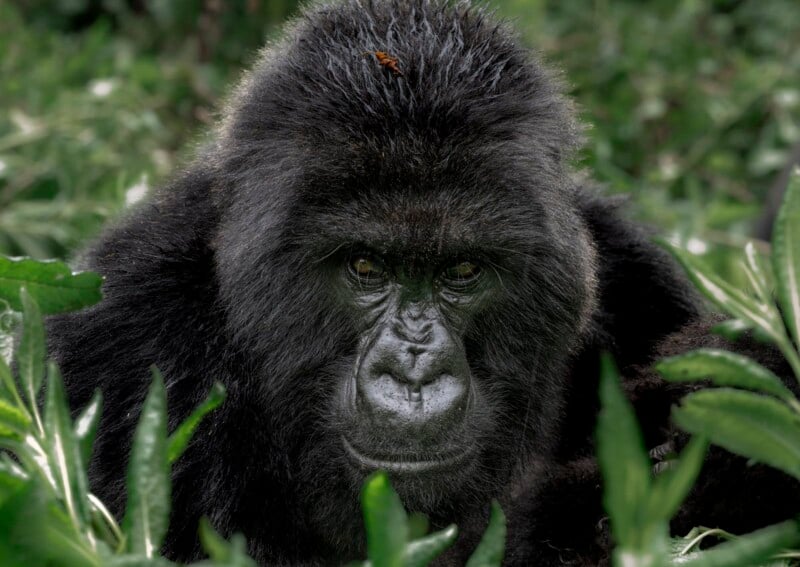Gorilla Trekking in Uganda on a budget