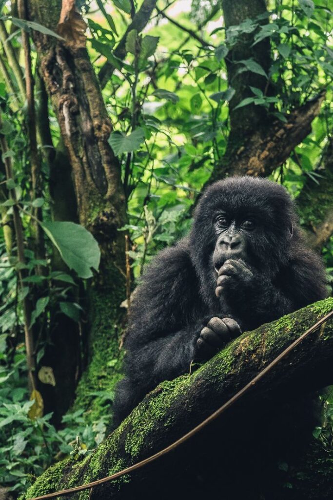 7 Reasons to Visit Uganda in 2025