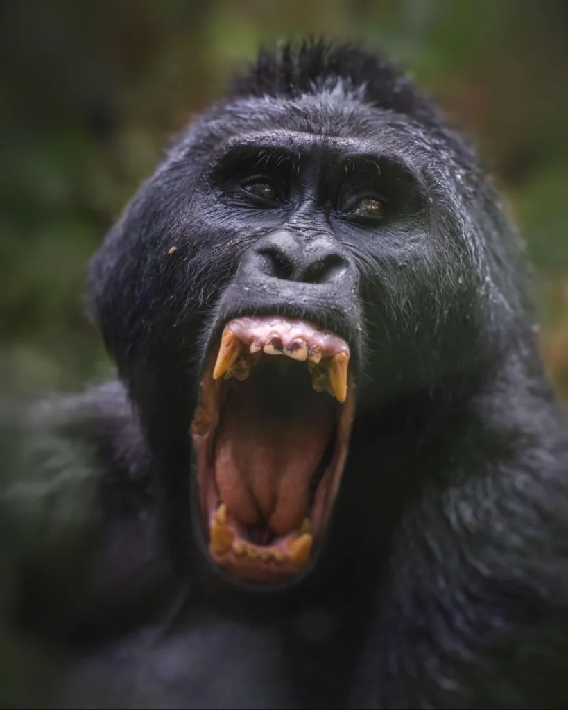 Silverback Gorilla Strength: How Powerful is A Silverback?