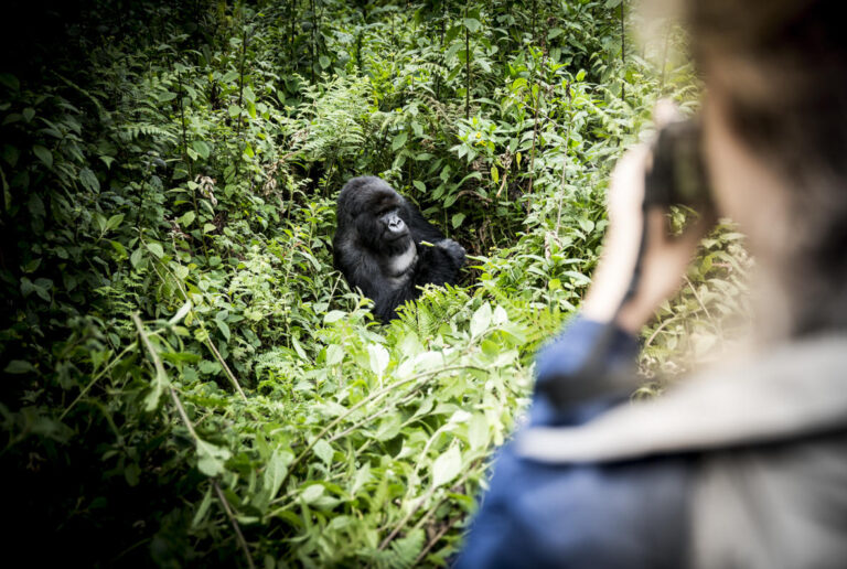 5 Days Rwanda Gorillas and Chimpanzee Safari