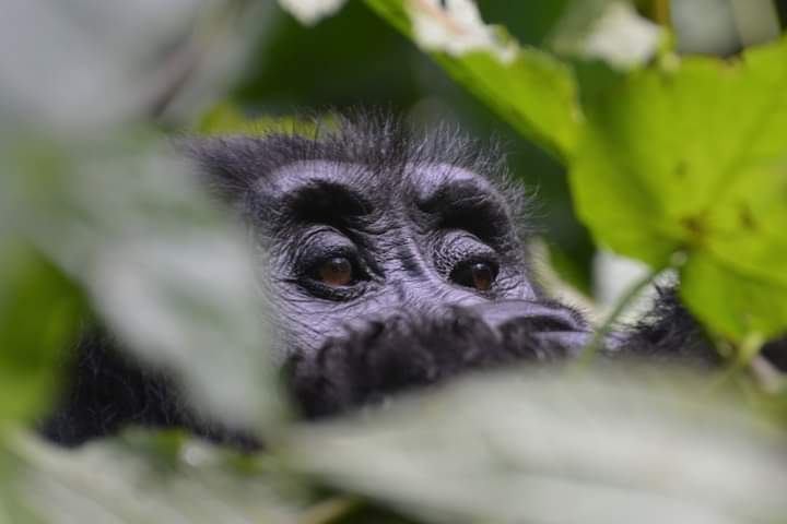  3 Days Uganda Safari from Kigali
