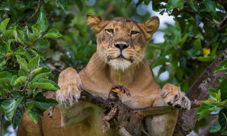 Best Places to See Lions in Uganda