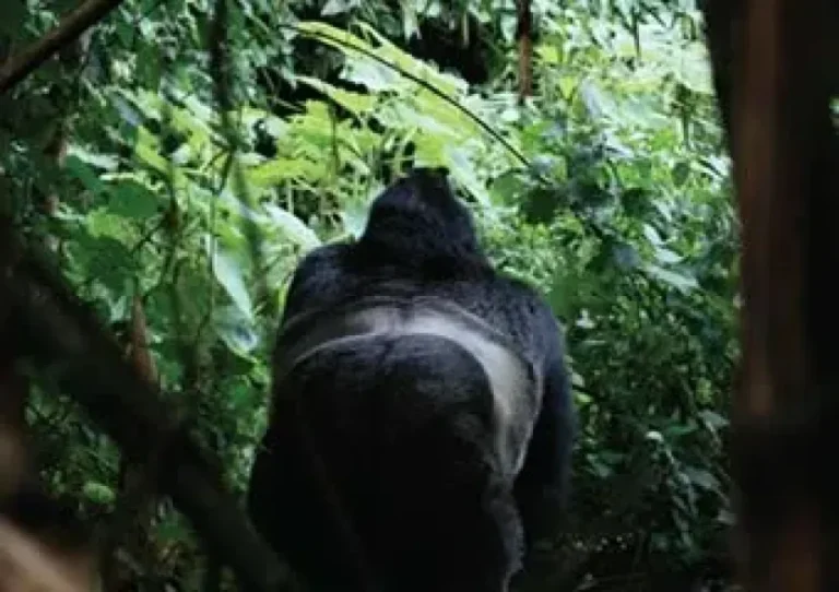 Gorilla and Chimpanzee Trekking Adventure in Uganda