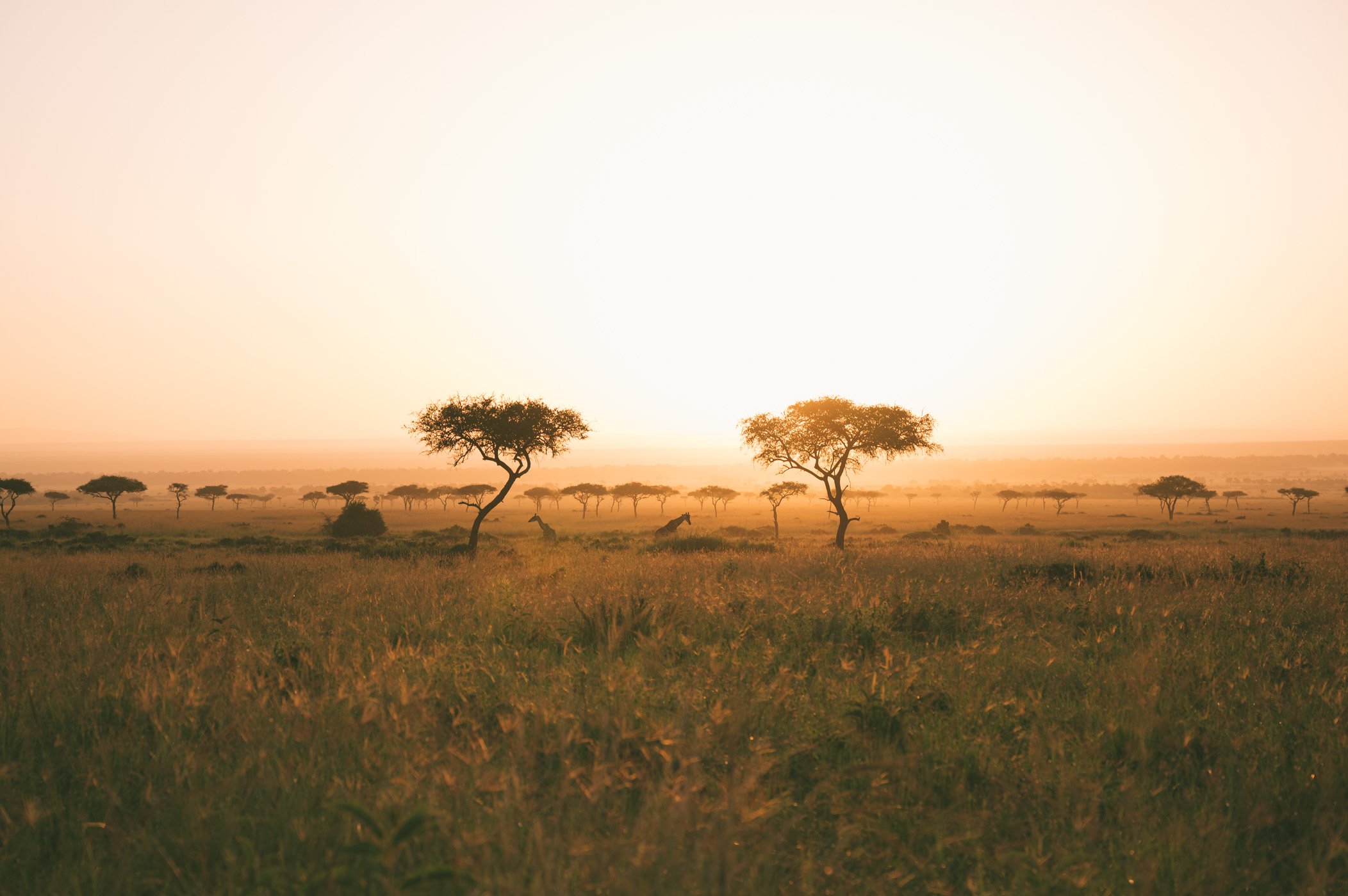 Best 5 East Africa Safaris for First-Timers