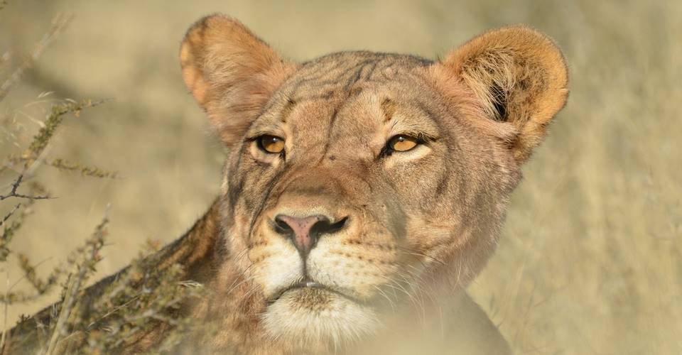 East Africa Safari