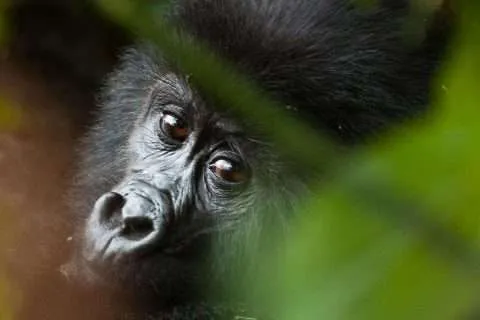8 Days Masai Mara Safari and Uganda Gorilla Trekking