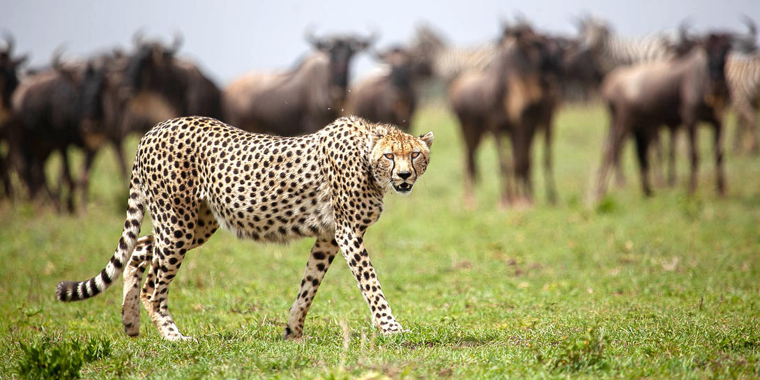 11 Days Kenya and Tanzania safari