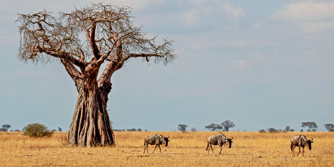 11 Days Kenya and Tanzania safari