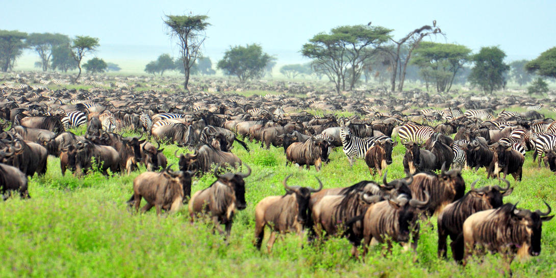8 Days Masai Mara Safari and Uganda Gorilla Trekking