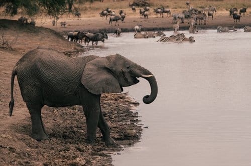 11 Days Kenya and Tanzania safari