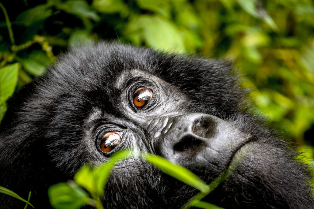 Mountain Gorilla