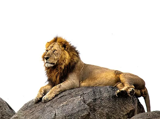 7 Days Tarangire Ngorongoro Serengeti Lake Natron and Manyara Safari