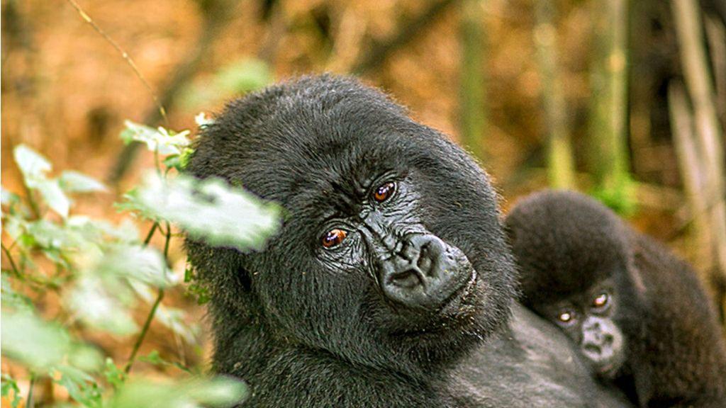 5 Days Chimpanzees & Gorilla Habituation Safari From Kigali