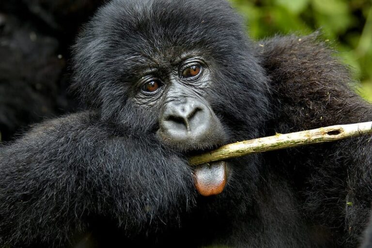 4 Days Gorilla Trek & Habituation Experience Safari